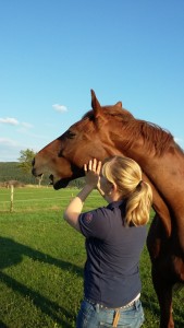 Pferd gähnt zufrieden